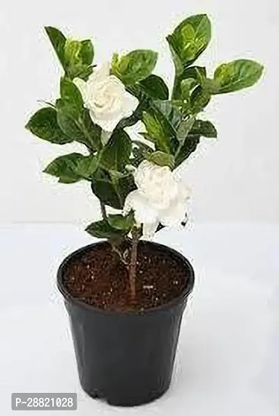 Baishnab  Gandharaj Flower Jasmine Plant-thumb0