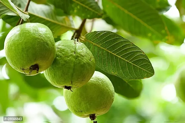 Baishnab Guava Plant Gauva White 01