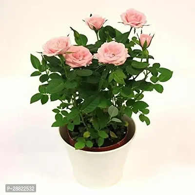 Baishnab  Live Light Pink Rose Plant  Beautiful De