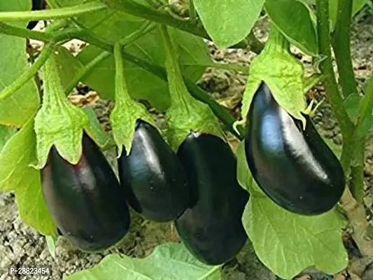 Baishnab  DESR8 g65 Brinjal-thumb0