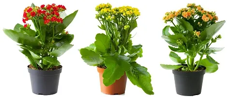 Limited Stock!! Plant & Planters 