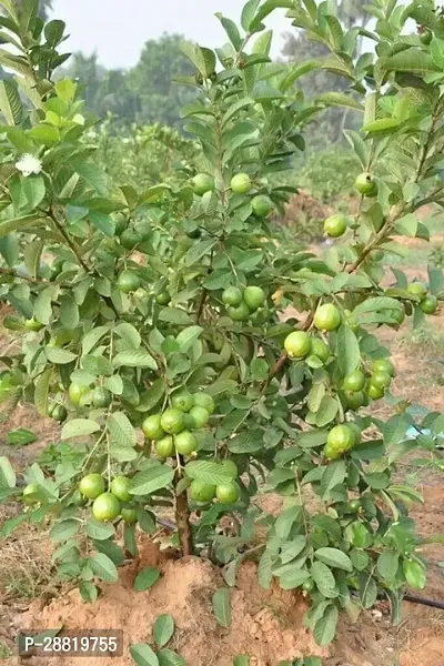 Baishnab  ggg21 Guava Plant-thumb0