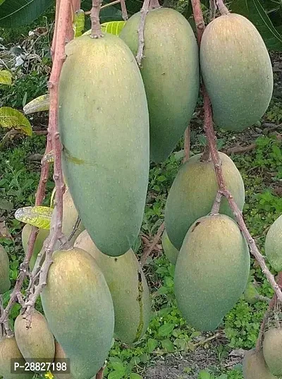 Baishnab  Mallika Grafted Mango Live PlantCF1000-thumb0