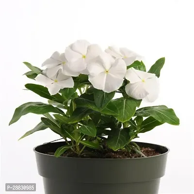 Baishnab  White Sadabahar Plant Sadabahar Plant