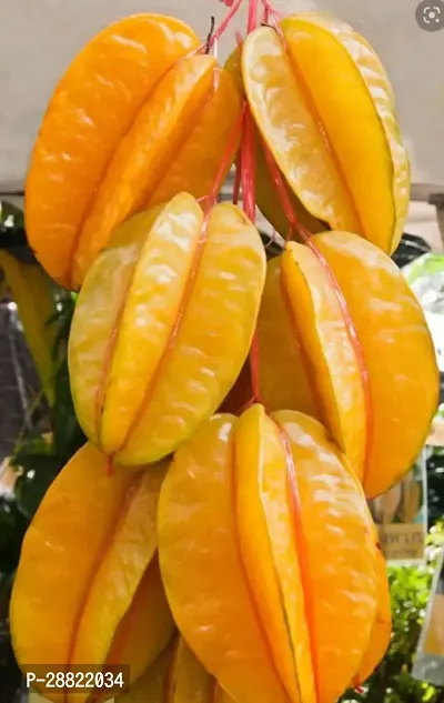 Baishnab  Rare Star Fruit Grafted Live plant CF042-thumb0