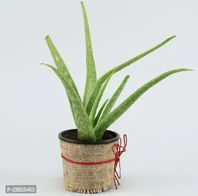 Baishnab  Aloe Vera Plant CF00073 Aloe Vera Plant-thumb0