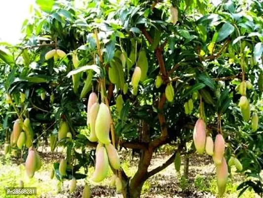 Baishnab Mango Plant SL_Mango17-thumb0