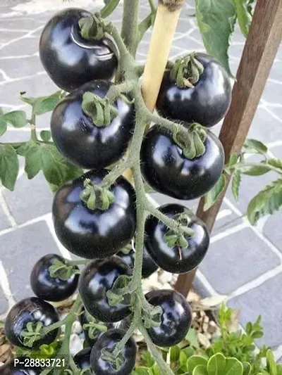 Baishnab Earth Seeds R 41TOMATO19118PIECE