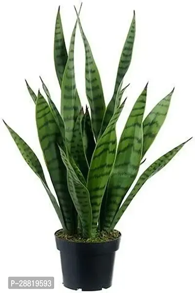 Baishnab  Green Snake Plant-thumb0