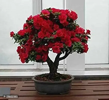 Baishnab  EVEROE 5d Rose Plant