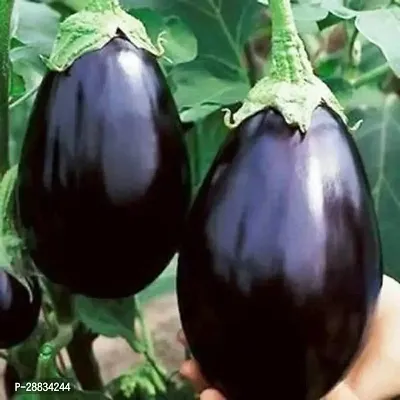 Baishnab Brinjal seed g 100prpkBrinjal  seeds100PIECE-thumb2