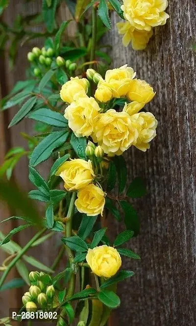 Baishnab  Yellow Rose flower live plant Rose Plant-thumb0