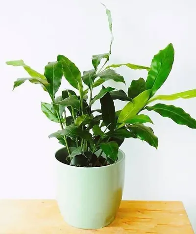 Best Selling Plant & Planters 