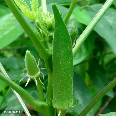 Baishnab Vhindi sed 450 ps njjkOkra Seeds Ladyfinger Bhindi Vegetable Gardening Seeds For Planting OS1210450PIECE-thumb0