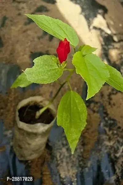 Baishnab  Malvaviscus arboreus  Mirchi Gudhal Hibi-thumb0