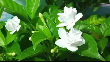 Baishnab Night Bloom Jasmine Plant Night Blooming jasmine Double Petals ( Tagar Plant)-thumb2