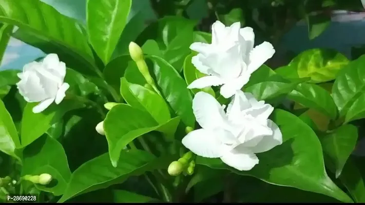 Baishnab Night Bloom Jasmine Plant Night Blooming jasmine Double Petals ( Tagar Plant)-thumb3