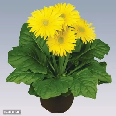 Baishnab Gerbera Plant Yellow Garbera Flower Plants2-thumb0