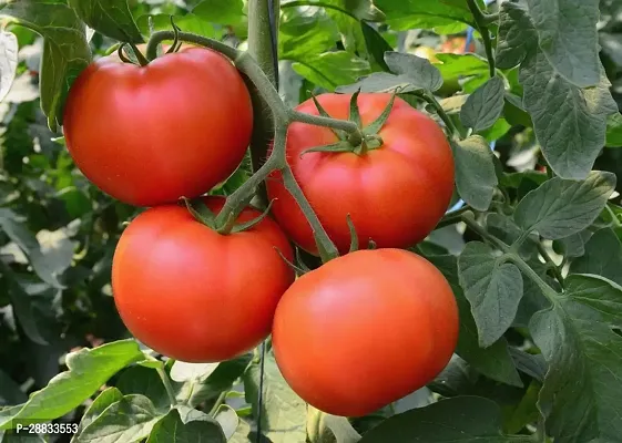 Baishnab Earth Seeds P31TOMATO48100PIECE-thumb0