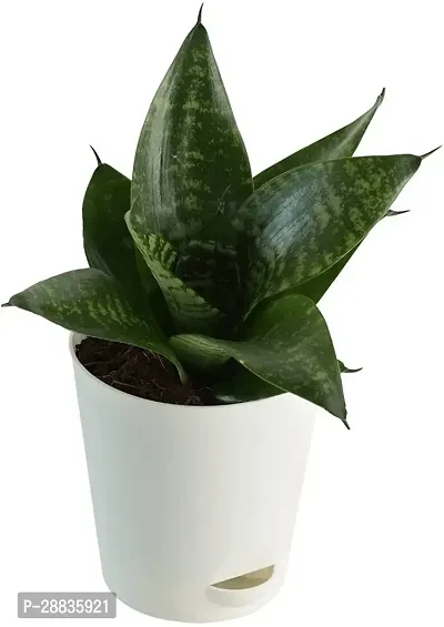 Baishnab Sa 3snake plant Hybrid pack up 011PIECE