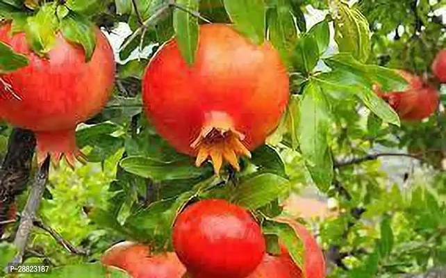 Baishnab  PomegrantePhule araktaplant CFO290 P