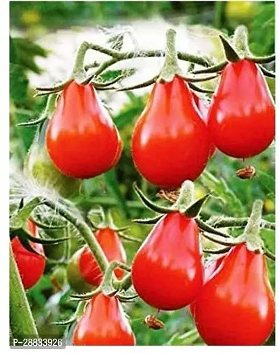 Baishnab tomato seed 250 ps gguRed Pear tomato vegetable Seeds H G250PIECE