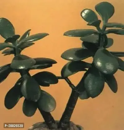 Baishnab  Jade Live Plant Good Luck Plant CF193 J-thumb0