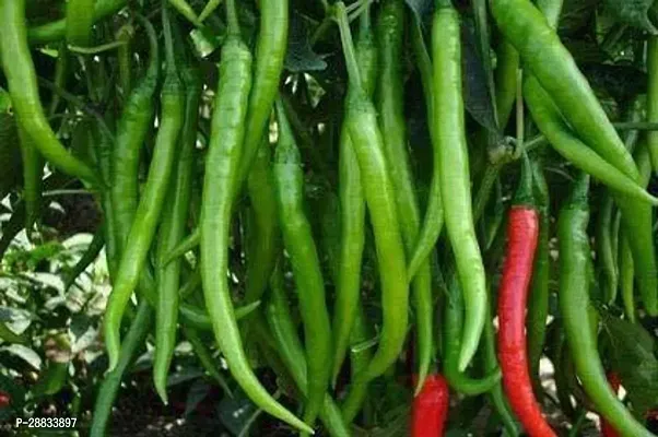 Baishnab w 6C22  BEST SELLER FARMER CHOICE PREMIUM 100 percent GERMINATION 200 SEEDS OF F1 HYBRID  CHILLIMIRCHI OR MIRCH.200PIECE