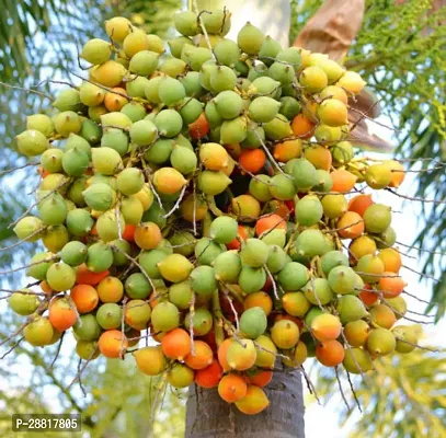 Baishnab  Supari Plant Fruit And Fruit Tree S004 Be