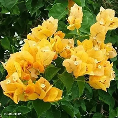 Baishnab Baugainvillea Plant bougnvillia33-thumb0