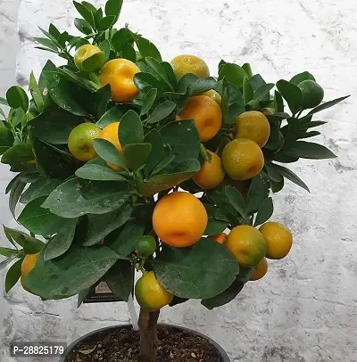 Baishnab  High Yield Orange Live PlantCF018 Orang