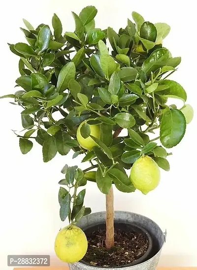 Baishnab  Lime Lemon Grass Plant-thumb0