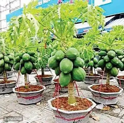 Baishnab Papaya seed 30ps mc fjPASE3030PIECE-thumb0