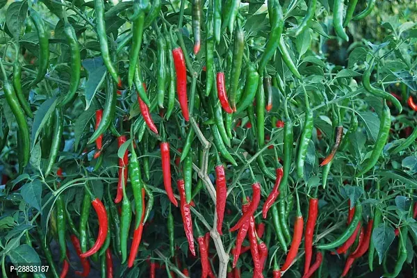 Baishnab chilli seed 40 ps nnyuF1 Hybrid Green Chilli Pepper Seeds  Arka Khyati  High Yield Disease Resistant Variety40PIECE