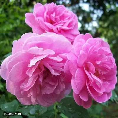 Baishnab  Damascus Rose Scented Rose Any Color