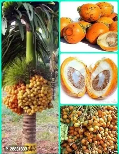 Baishnab  BP11 Hybrid quality betel nut plant Bete-thumb0