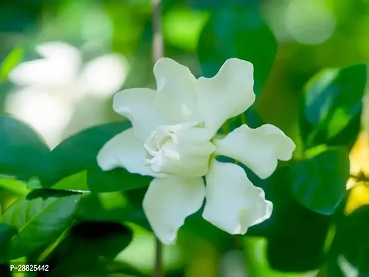 Baishnab  ct91 Jasmine Plant-thumb0