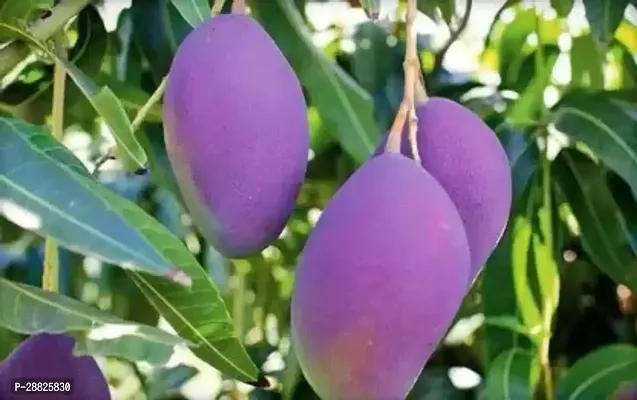 Baishnab  mqq01 Mango Plant