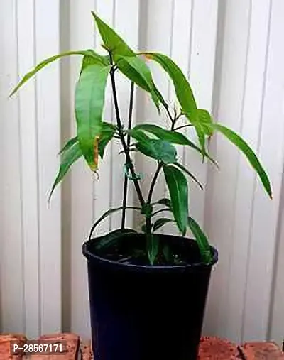 Baishnab Mango Plant Mango Live Plant Indoor-thumb0