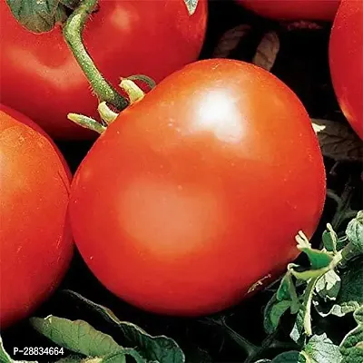 Baishnab tomato seed 500 ps vvkMarglobe Variety Round Tomato Seeds500PIECE-thumb0