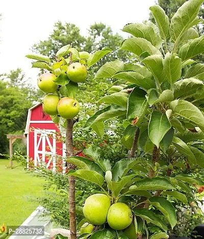 Baishnab  Geen Apple Granny Smith Grafted Plants Li-thumb0