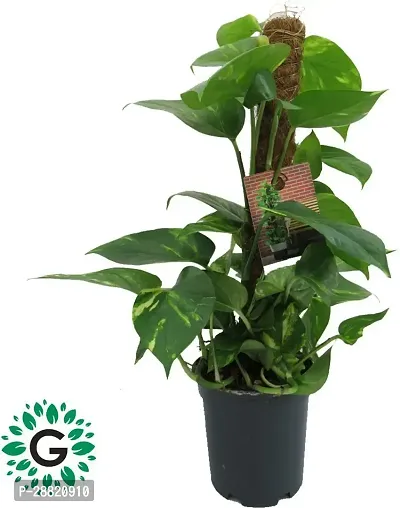 Baishnab  MONY PLANT01 Money Plant-thumb0