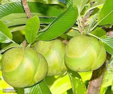 Baishnab  Elephant Apple Chalta Plant Live Green-thumb0