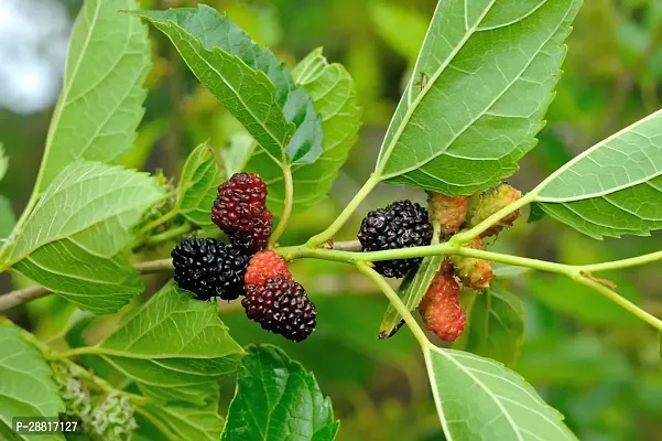 Baishnab  Mulberry plantbb0 ZZ Plant