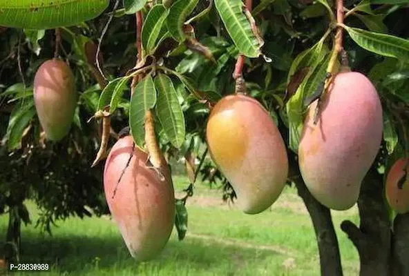 Baishnab  AMRA01 Mango Plant-thumb0