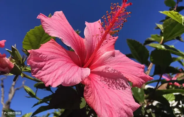 Baishnab  Hibiscus Red CF30057 Hibiscus Plant