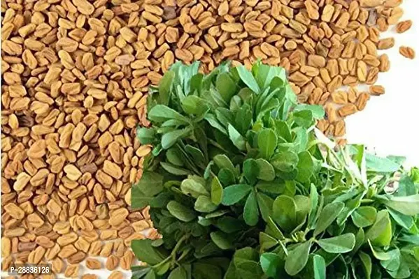 Baishnab methi seedsFenugreek Methi Seeds Methi Dana Seeds FS58150PIECE-thumb4