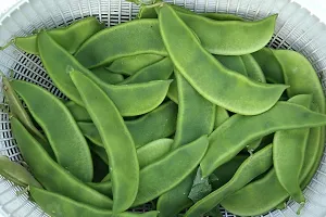 Baishnab sEM SED 100 PA DDSem Phali Beans Seeds F1 Hybrid Garden Seeds S30100PIECE-thumb1