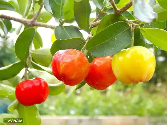 Baishnab  CWC11 Cherry Fruit Plant-thumb0