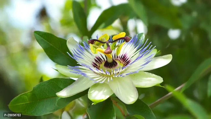 Baishnab Passion Plant Passion Flower Plant A20-thumb0